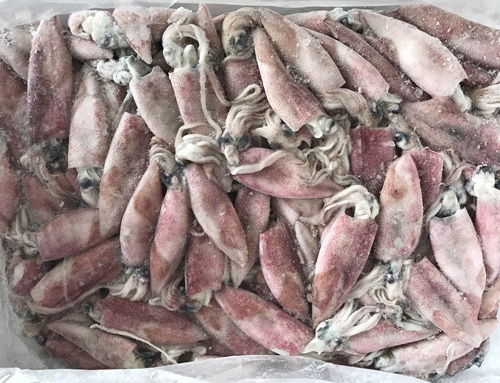 Squid